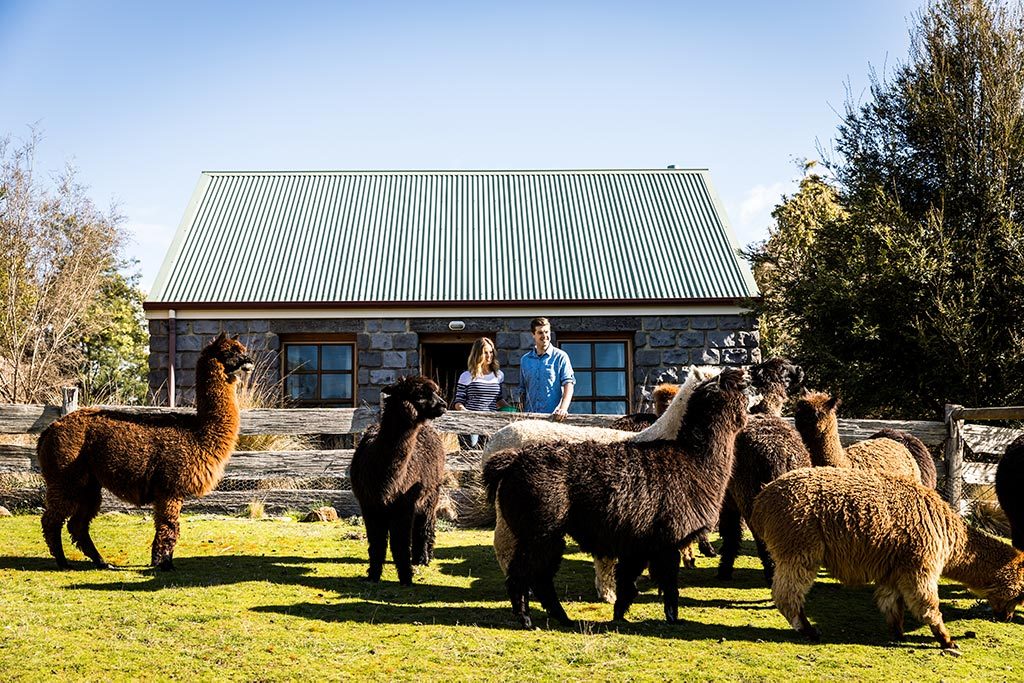 A young couple stadning at the fence in front of a stone cottage looking at a herd of alpacas