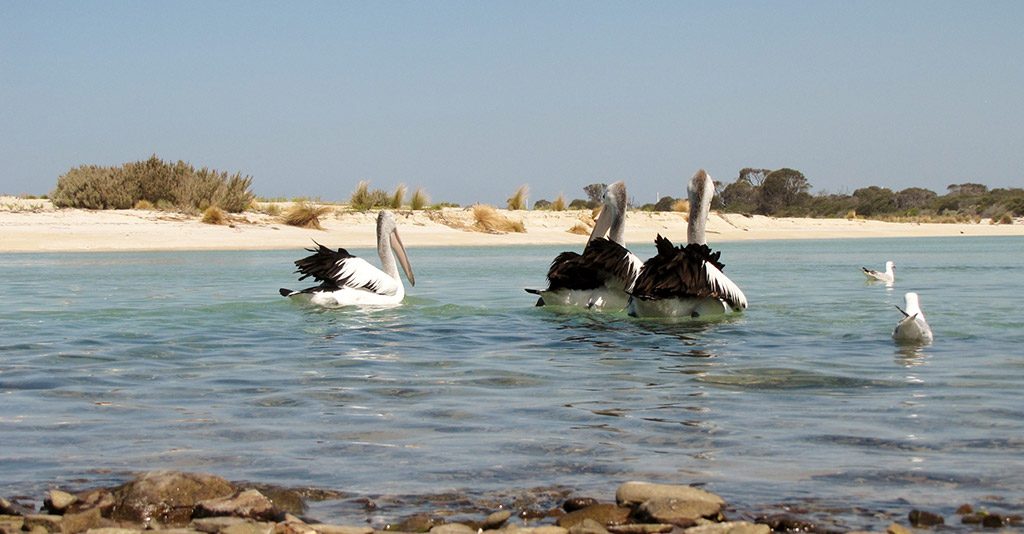 Three pelicans and two sea gulls on clear blue water with white-sand beach in the background, North East Tasmania