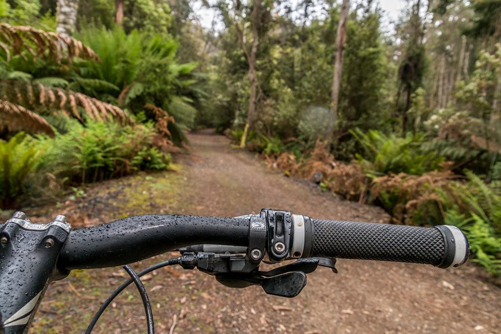 Looking over the handle bars of a bicycle to the trail through temperate rain forest