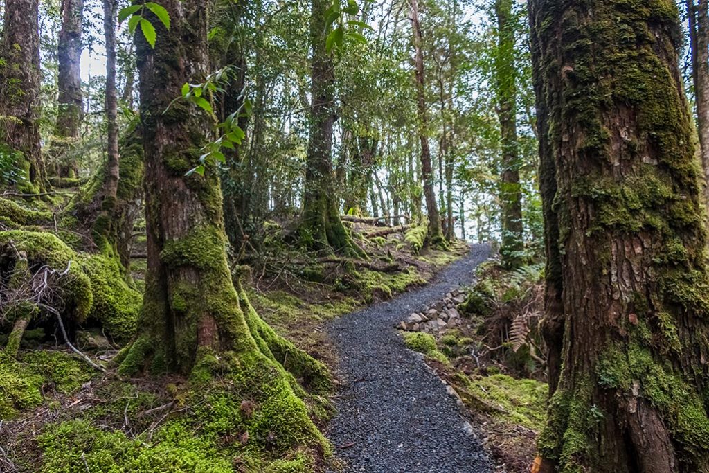 A gravel walking path is winding through myrtle temperate rain forest in mount Victoria forest reserve in North East Tasmania.