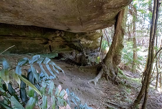 An old tree appears to be holding up the Cave under the rock shelf in the Mount Victoria Forestry reserve in Tasmania