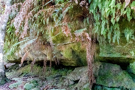 Mosses, lichen and ferns cover the rock shelf in the Mount Victoria Forestry Reserve in Tasmania