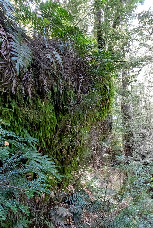Cascading ferns cover the rock shelf in the Mount Victoria Forestry reserve in Tasmania