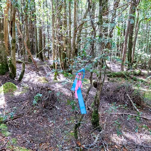Blue and pink ribbons mark the track circuit, Rock-shel walk Mount Victoria forestry reserve Tasmania