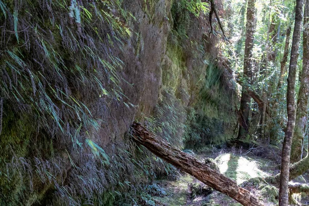 Rock wall covered in small ferns and mosses in the Mount Victoria forestry reserve, Tasmania