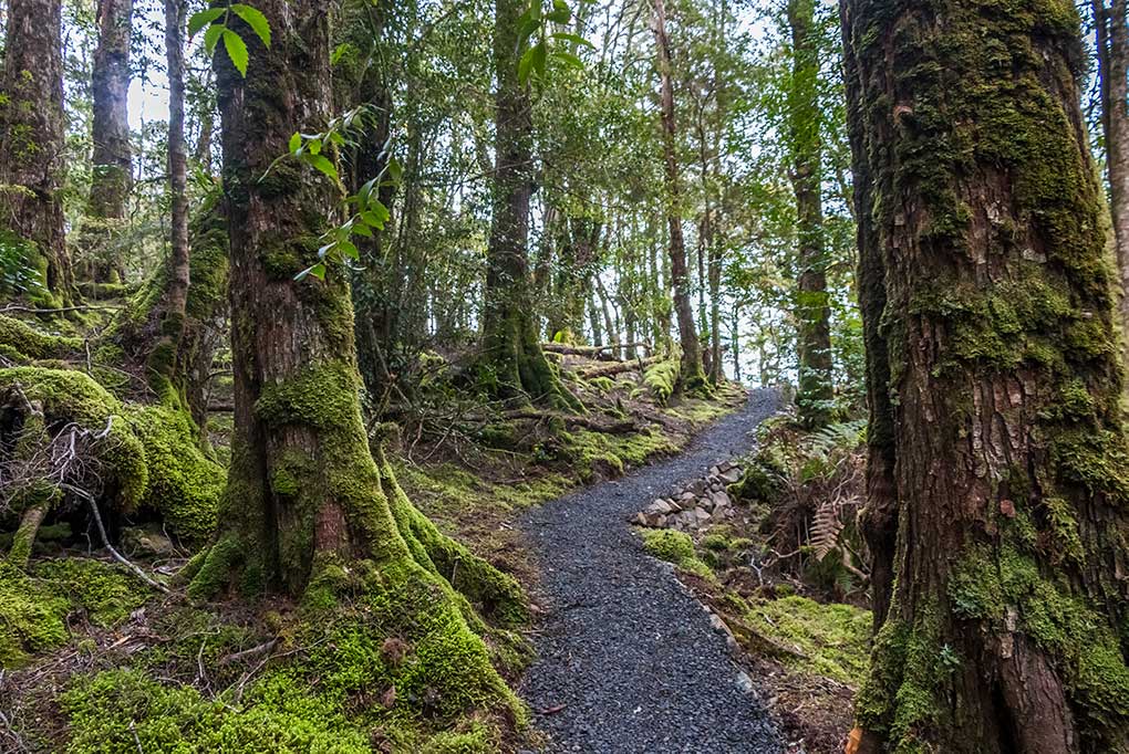 The well contructed track winds through temperate rainforest on it way to Ralphs Falls Lookout in North East Tasmania