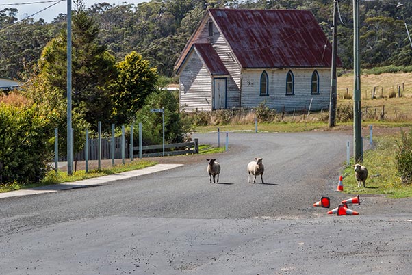 Two sheep on in the middle of the road with an old timber church in the background in Gladsone, Tasmania
