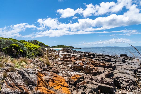 Orange lichen on basalt rocks at Little Musselroe Bay, Tasmania