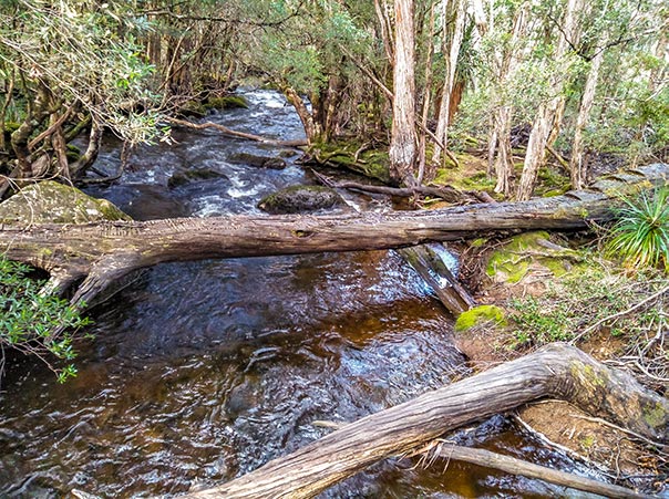 Old fallen-log bridge across the Cephissus Creek, Tasmania