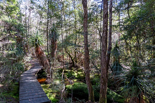 A board walk over a small stream in the rain forest - showing tall Pandani plants, and moss-covered rocks