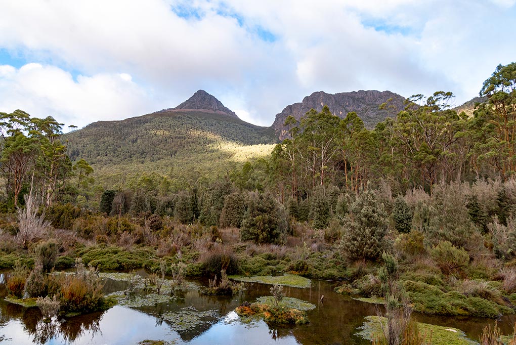 Mount Gould reflected in a wet mossy swamp