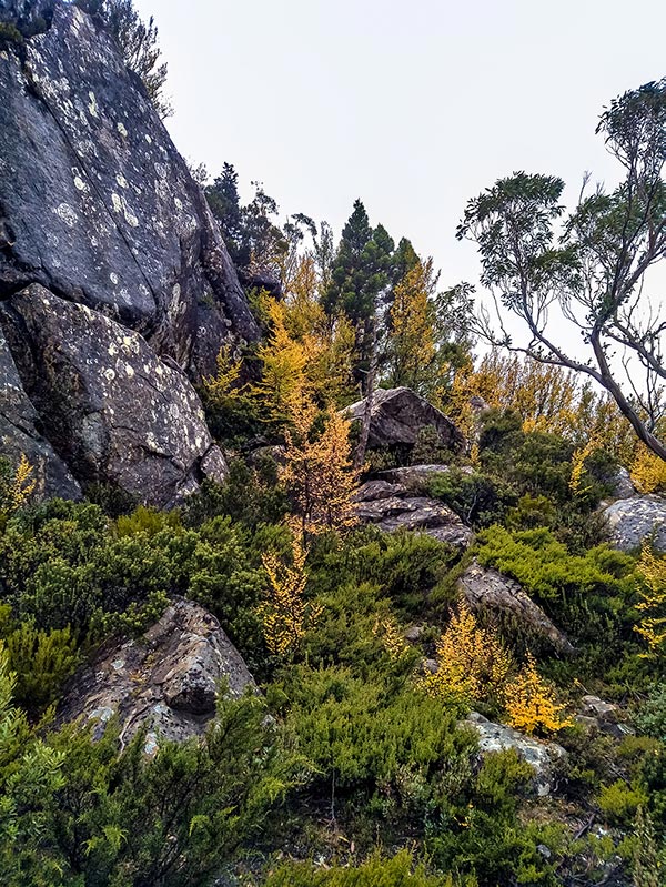 Deciduous Myrtle leaves turning yellow in The Labyrinth in the Cradle Mountain-Lake St Clair National Park