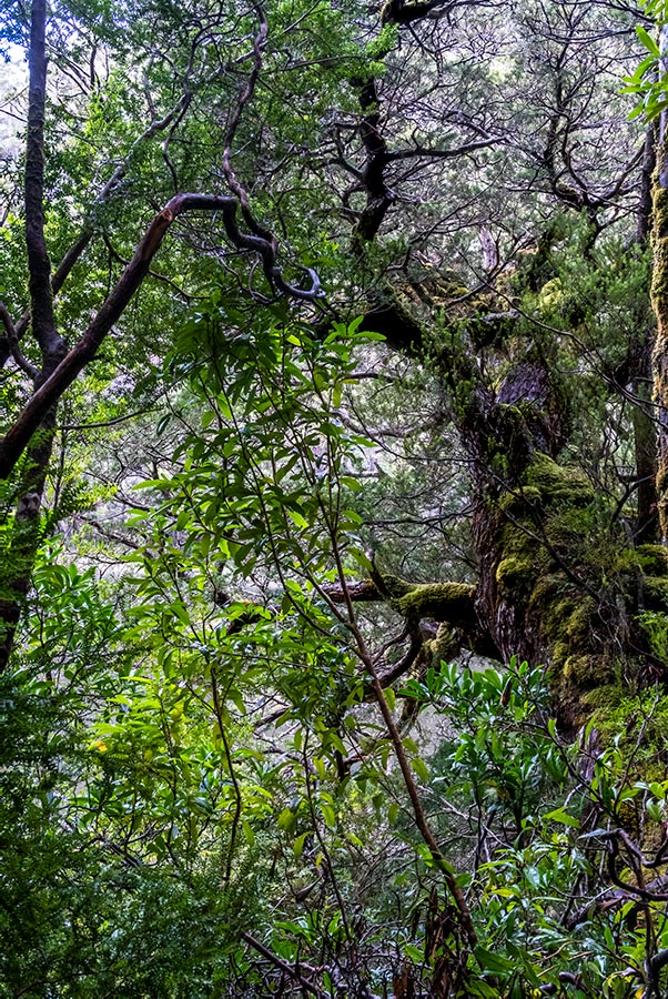 Ancient trtees cling to the steep bank of Lake Vera