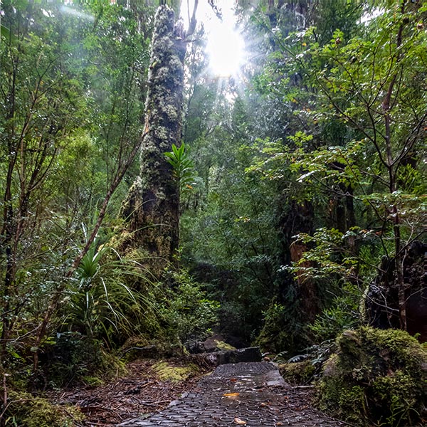 Board walk through the dense rainforest