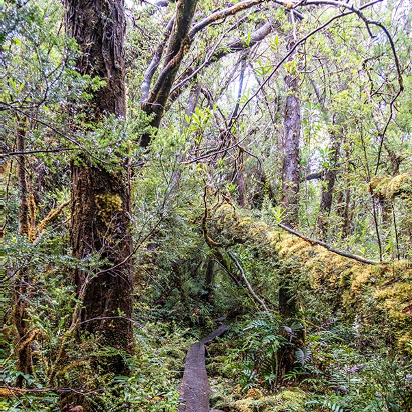 Board walk through the dense rainforest