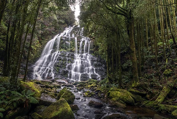 Cascading water of Nelsons Falls surrounded by thick green temperate forest.