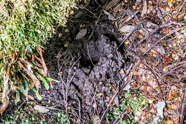 Tasmanian endemic crayfish burrow on Mount Scott in North East Tasmania