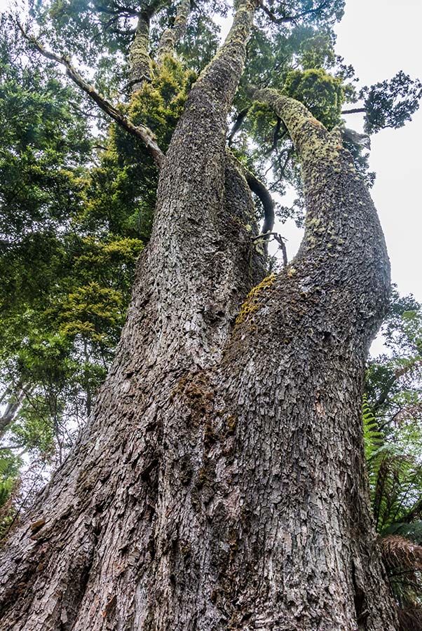 Giant tree on Mount Scott in North East Tasmania