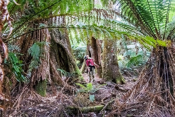 Giant tree on Mount Scott in North East Tasmania