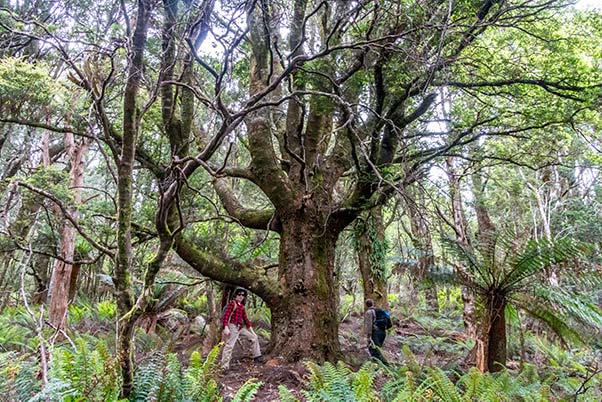 Giant tree on Mount Scott in North East Tasmania