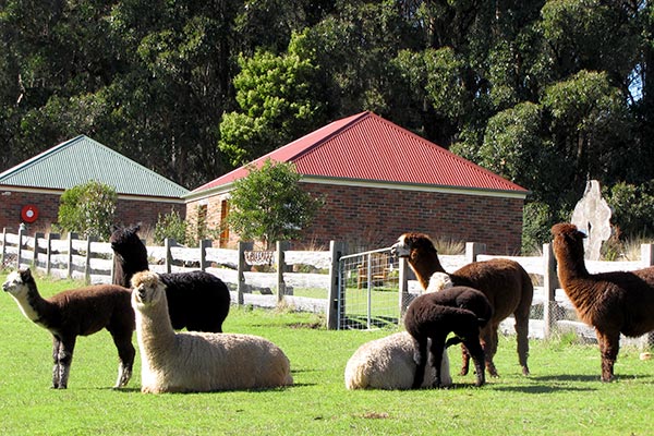 Six alpacas grazing outside Ah Ping cottage accommodation near Derby in Tasmania.