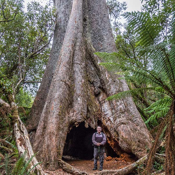 The Big Tree dwarfs Graham who is standing in front of it