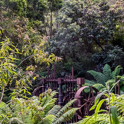 The anchor tin stampers covered in tree ferns