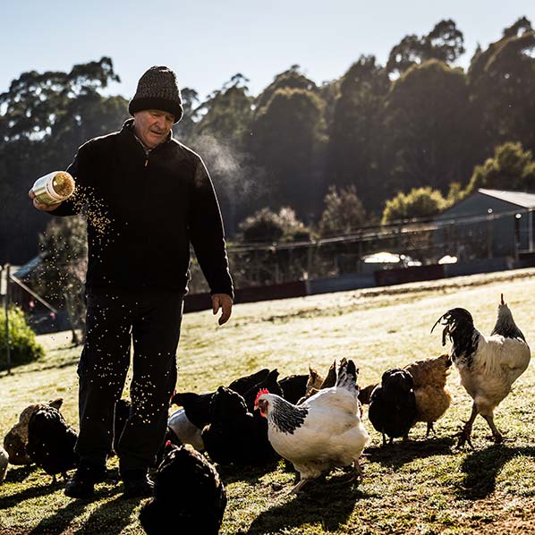 Graham feeding grain to a group of hens and one rooster.