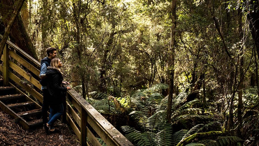 Woman and man standing on a wooden platform looking into an abandoned alluvial tin mine - now covered in trees and ferns.