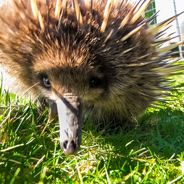 Echidna coming towards the camera so that you can see its eyes in the lens.