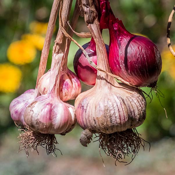 A bunch of purple garlic bulbs