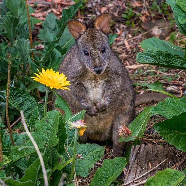 A padymelon, also known as a rufus wallaby is sitting in a flower bed.