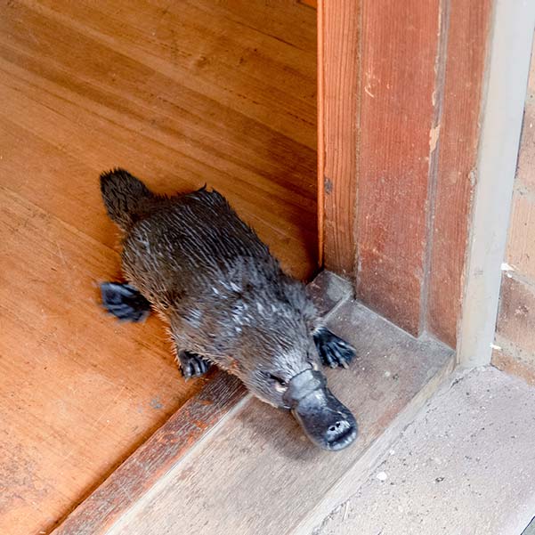 A platypus coming out through the front door of our house.