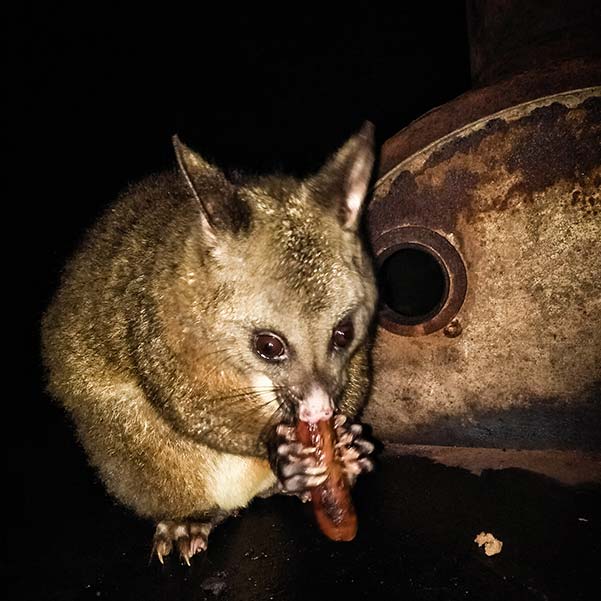 A brush tail possum sitting on the top of a bar-be-que plate eating a sausage.