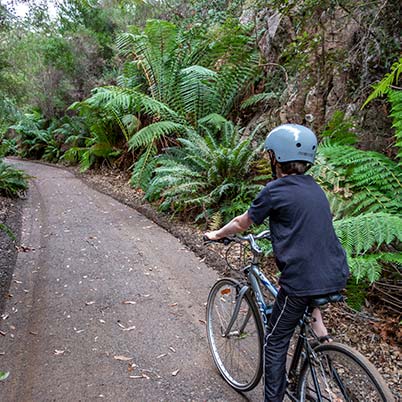 A young boy on a bicycle riding on the North East rail trail through a rock cutting lines with man ferns.