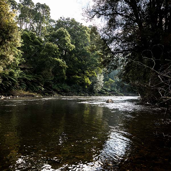 Tin Dragon Cottages sits above the Ringarooma River in North East Tasmania