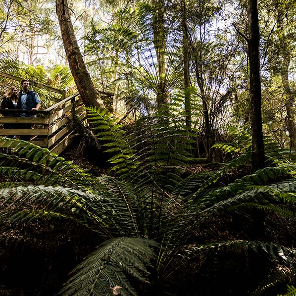 Giant man ferns are growing on the floro of the heritage Ah Ping alluvial mine site.