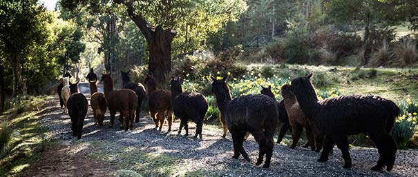 Graham leads a herd of alpacas down thew front lane of Tin Dragon Cottages