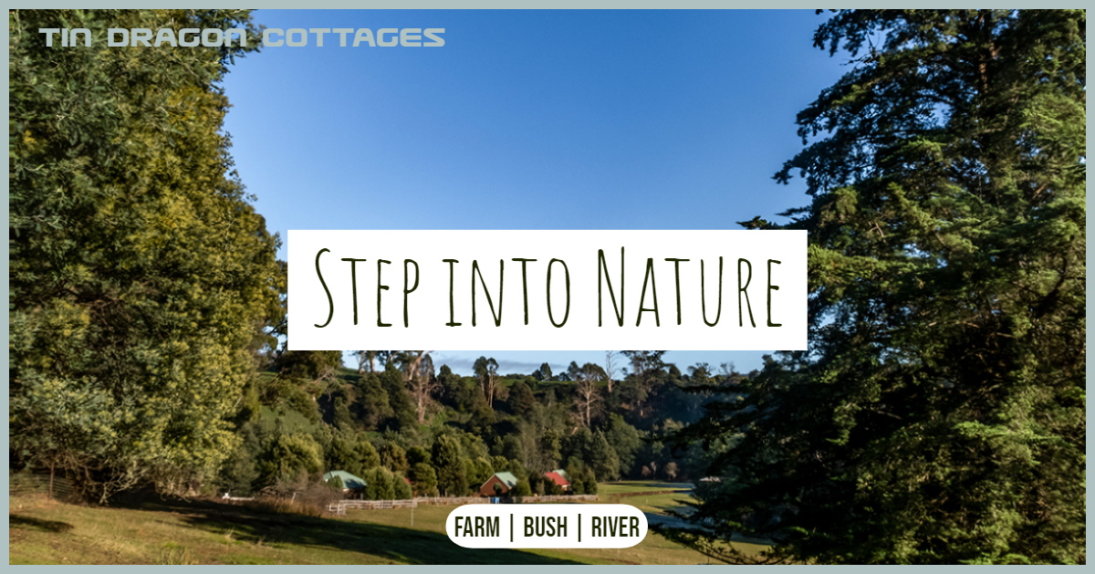 Accommodation Near Derby Tasmania Tin Dragon Cottages Step
