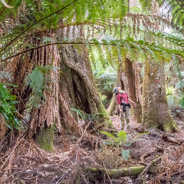 A young girl is looking high above into the canopy of a giant rain forest tree. This is the practice of mindfulness.