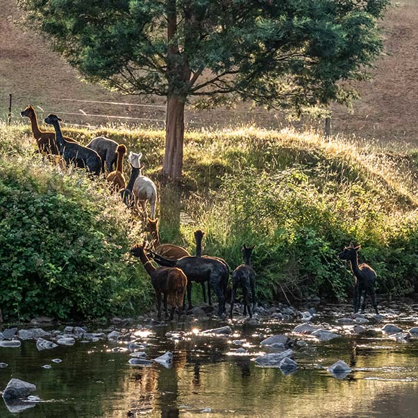 A herd of alpacas climbing the river bank at Tin Dragon Cottages.