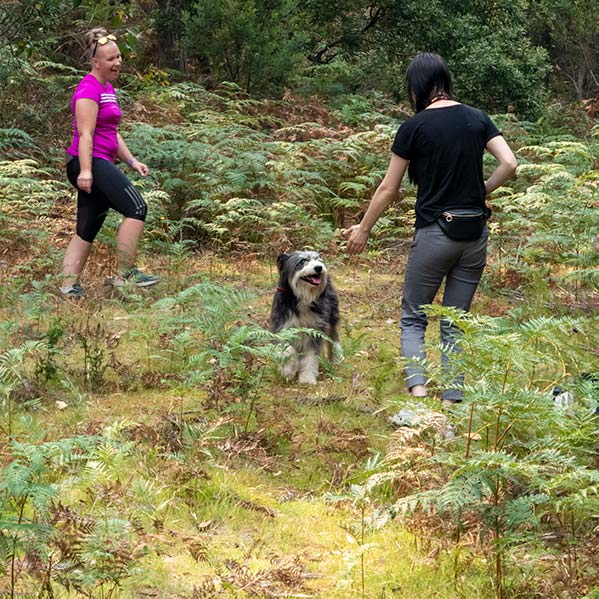 The Smithfield sheepdog, his owner and the photographer are surrounded by bracken ferns.
