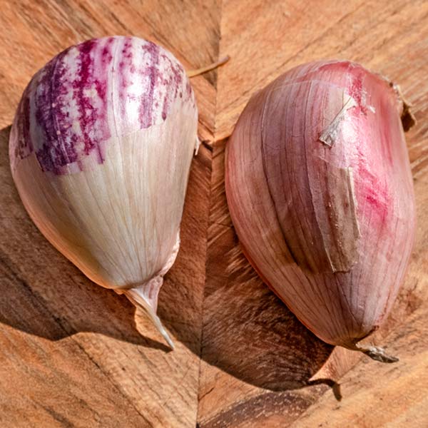 Two unpeeled garlic bulbs on a wooden cutting board. The bulb on the left is fresh and the bulb on the right has been frozen