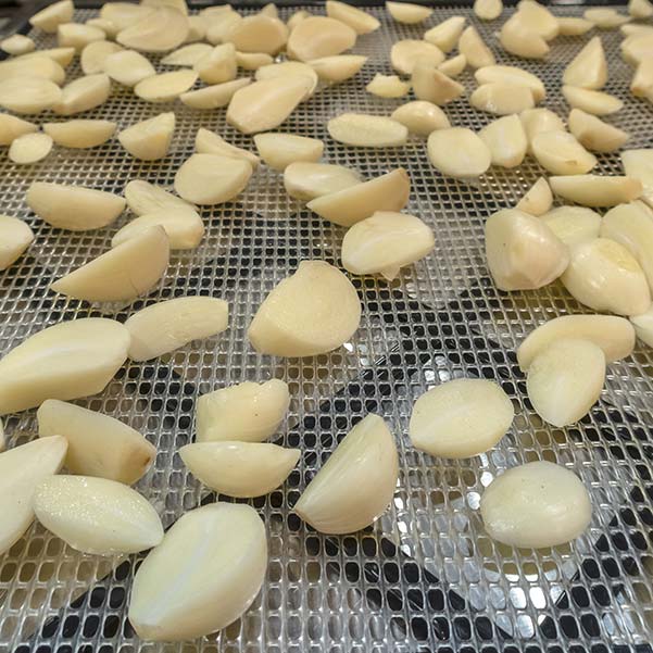 Fresh halved garlic bulbs are laid out of the tray of a dehydrator.