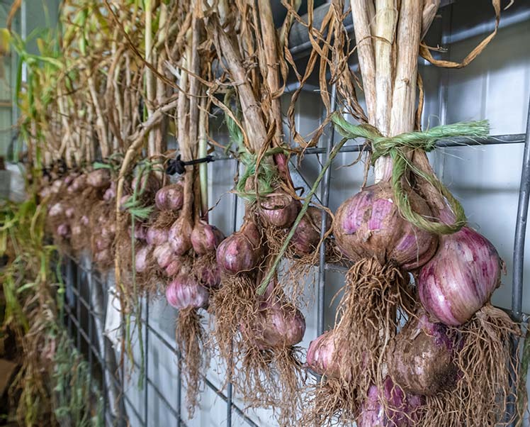 Groups of four or five garlic plants are tied with green rope and hanging for a metal frame in our machinery shed.