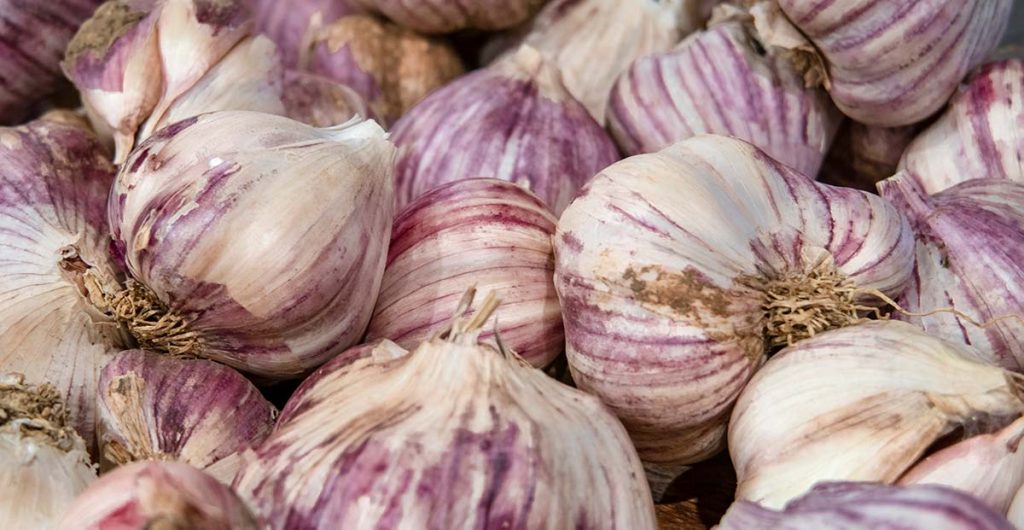 This is a close up photo of purple-stripe garlic bulbs: banner image for the blog- how to store garlic