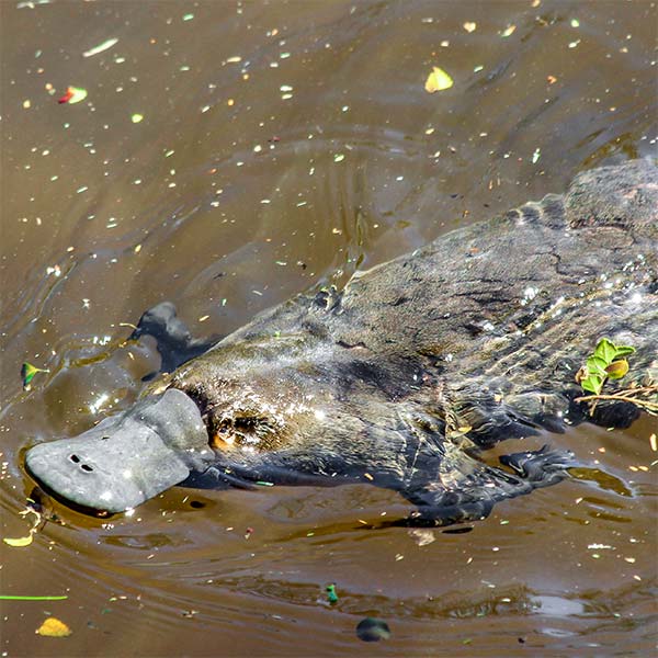 Platypus surfacing on the Ringarooma River at Tin Dragon Cottages in North East Tasmania