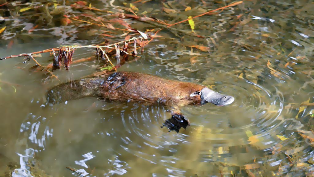 Where can I see a platypus? This photo shows a platypus floating on the surface of a creek in Tasmania.