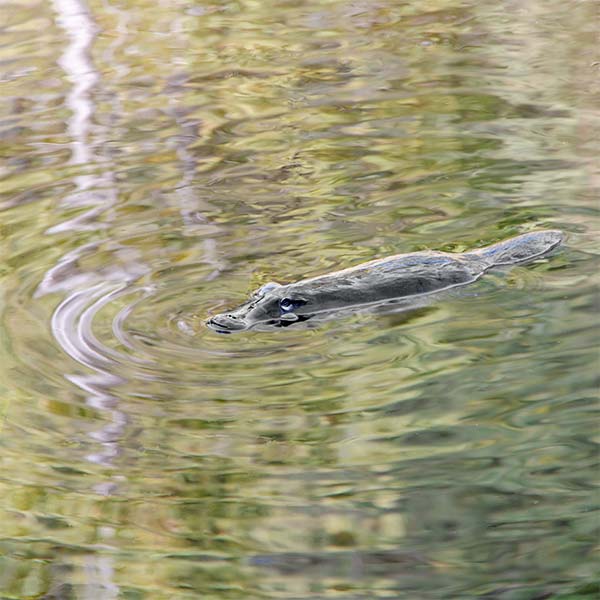 platypus water reservoir