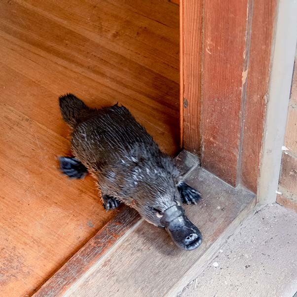 A platypus running out of our house at Tin Dragon Cottages in North East Tasmania.